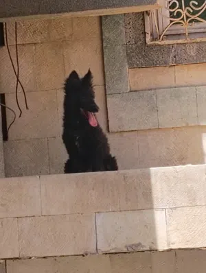 جروه جرمن بلاك رويال