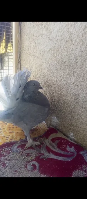 فحل عروسه جاهز