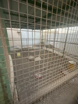 اقفاص : للبيع قفص طيور السعر :100 دينار فقط