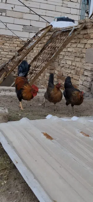 ديوكه فري شمسي نقي للبيع