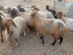 الزرقاء_الهاشميه