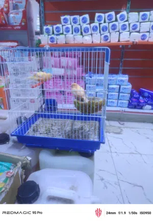 كناري البيع نثيه وفحل مع القفص  وبي مجال