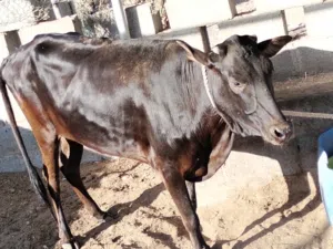 بقره عمانيه