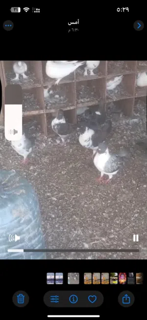 حمام مدينه وفرنسي