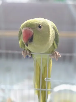 Parrots1
