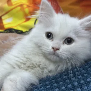 قطط للبيع ذكر وانثى