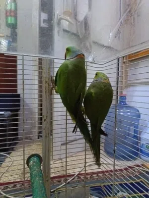 300 rupees for one, 500 riyals if you buy two together