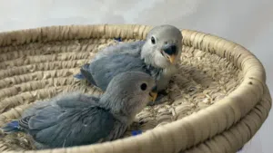 فروخ طيور حب