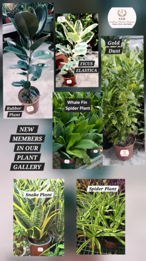 Indoor plant Gift ideas