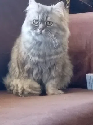 قط ذكر شانشيلا