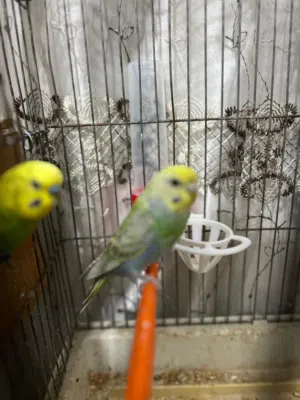 عصافير حب جوز شغال 100%الطيره طفره راس اصفر بطن ازرق فاتح ضهر أخصر مطعم ازرق و نقط سوداء والفحل محجل