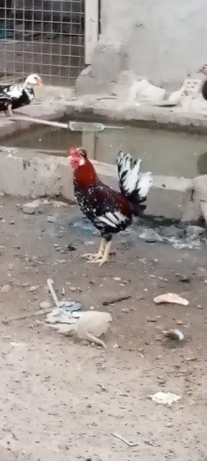 ديك دجاجه