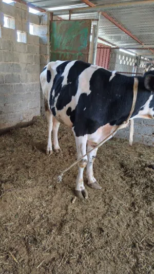 للبيع ثور هولندي