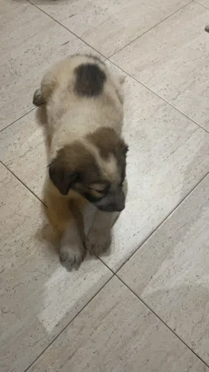 جرو للتبني