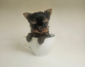 yorkishaier tea caup  يوركيرشاير تي كب