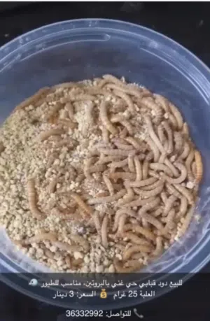 للبيع دود قبابي حي غني بل بروتين للطيور العلبه 25 غرام