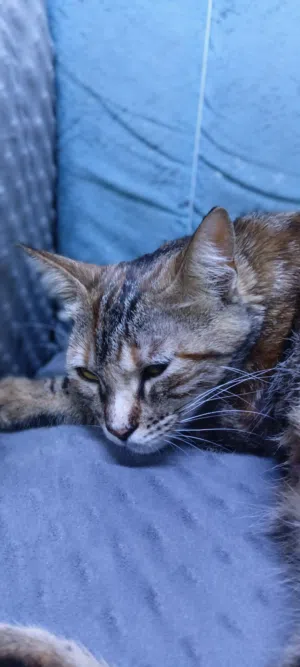 قطة بدون مقابل توصيل مجاني داخل عمان لكن حامل