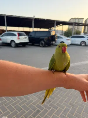 متو دره ببغاء