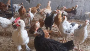 دجاج هجين فرنسي عماني 12 حبه ع عشره ريال فقط