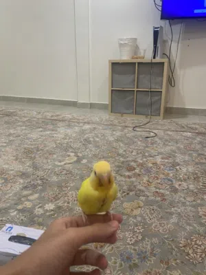 فرخ روز لاتينو