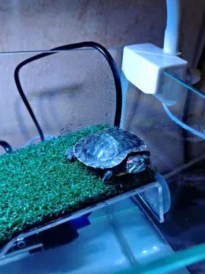 سلحفاة مع ادواتها الخاصة كاملة