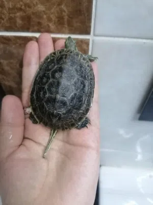 صيصان بطه أليف سلحفاة