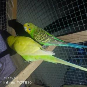 متاح طيور حب التوضيح اثنين نثايه