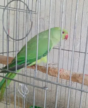 ببغاء درة غير اليف