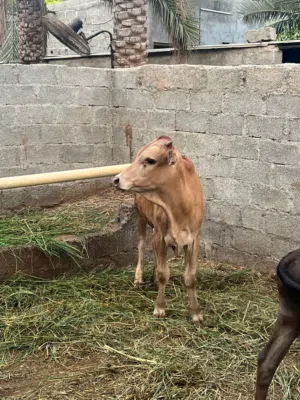 للبيع عجل عماني