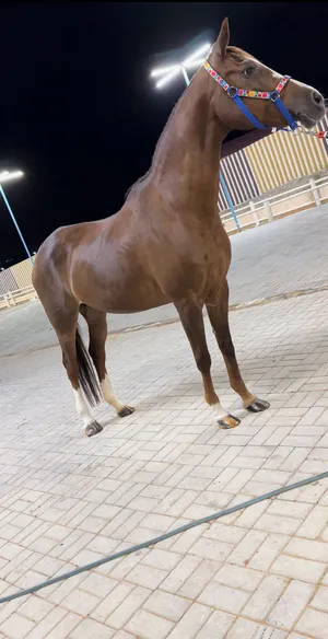 ‏خيل‏0