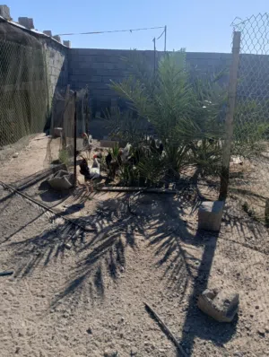 دجاج عرب ديوچه فقط