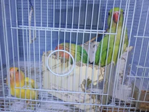 ببغاوات اليفه