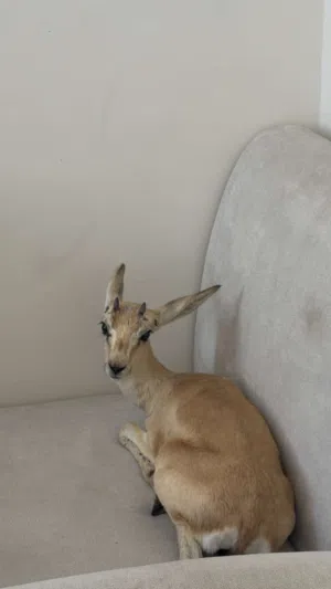غزال الدماني