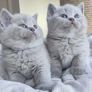 British Shorthair kittens for free adoption