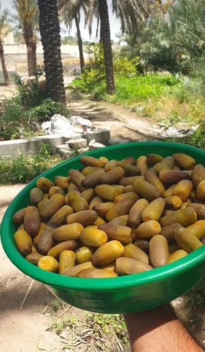 ‏تمور‏2