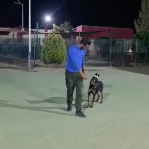 دوبـــــــــــــر مااااااان ...الذيل مقصوص والاذن مقصوصه على القالب ...جميع المطاعيم