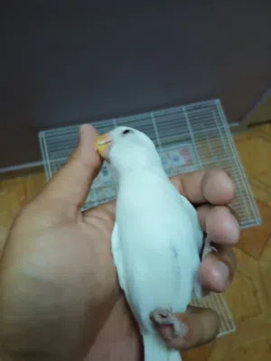 Hand-Tamed Albino Lovebird (Recall Trained / Non-Biting) طير حب ألبينو سوبر أليف – متدرب على الاستدع