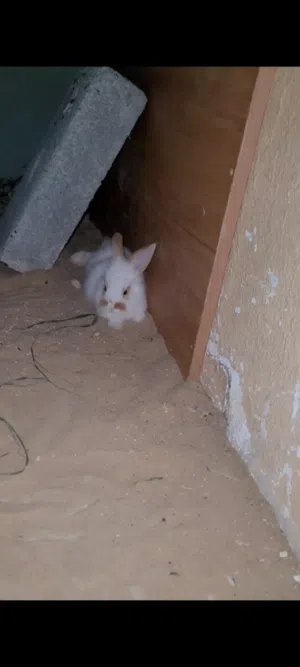 ارزب، لطيف أنثى، أقراء الوصف (ضروري)