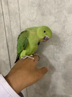 بغبغاء دره الهند للبيع