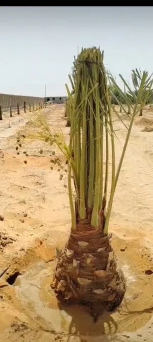 نخيل من النواع الجيده والمثمره للبيع توصيل شامل جميع المناطق