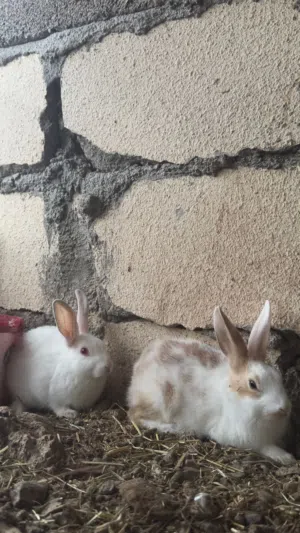 أرانب عمانيه وفرنسي