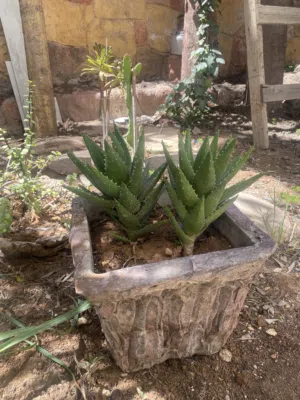 نباتات خارجية