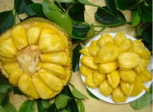 جاك فروت (Jackfruit) طازج من المزرعة  متوفر الآن بالحجز والتوصيل ريالين للبيت عن طريق الرقم او الخاص