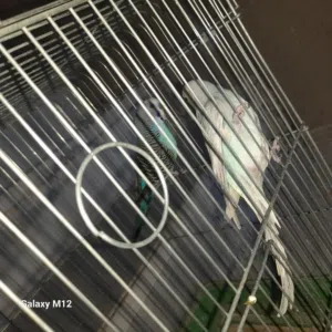 طيور حب للبيع اقرا الوصف