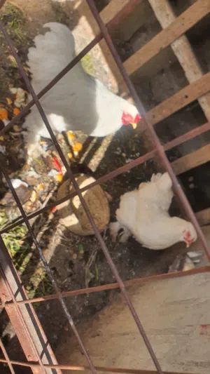 دجاج  للبيع  للبيع كوم