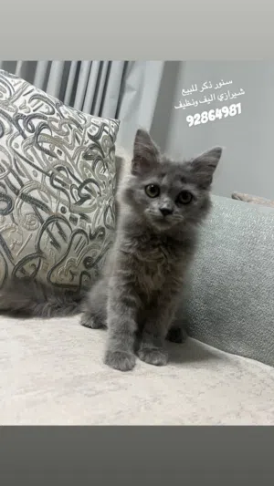 قطه للبيع 0