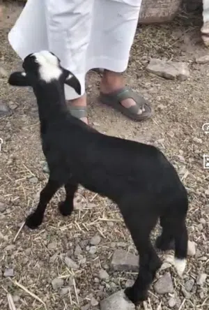 للبيع عنز صلاله العمر سنتين وحمل مذيور