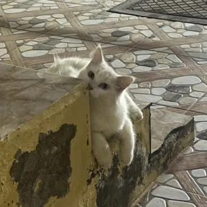 قطط ذكر وأنثى للبيع