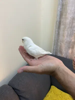 روز البينو عين حمراء