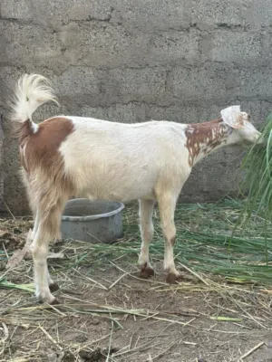 ماعزه عشار بكر للبيع